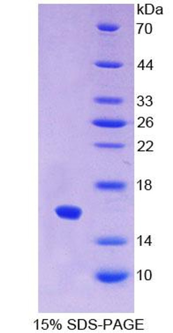 Cattle Recombinant Interferon Alpha (IFNa)