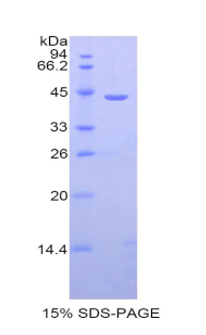 Mouse Recombinant Colony Stimulating Factor 3, Granulocyte (GCSF)