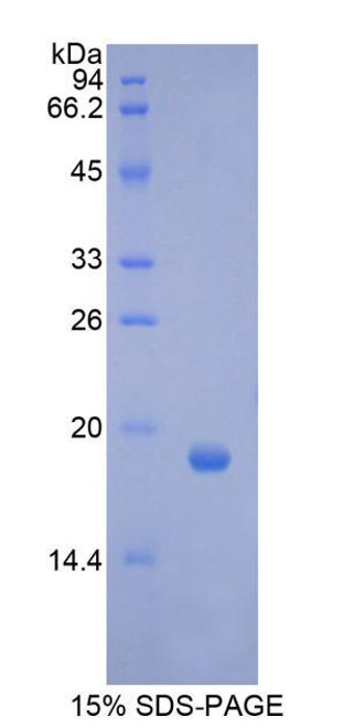 Pig Recombinant Colony Stimulating Factor 3, Granulocyte (GCSF)