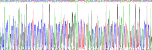 Dog Eukaryotic Interleukin 10 (IL10)