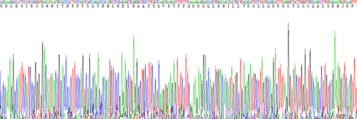 Rat Eukaryotic Interleukin 10 (IL10)