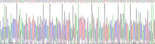 Rabbit Eukaryotic Interleukin 10 (IL10)