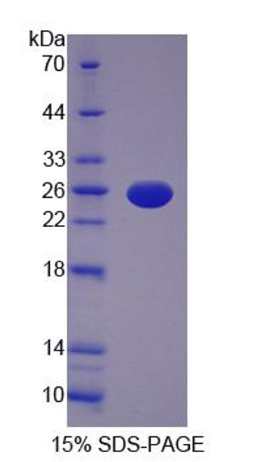 Pig Recombinant Interleukin 12A (IL12A)