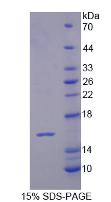 Cattle Recombinant Interleukin 16 (IL16)