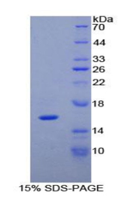 Rat Recombinant Interleukin 16 (IL16)