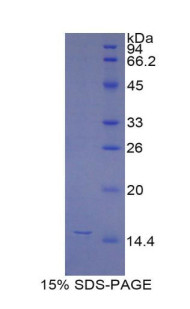 Mouse Recombinant N-Acetyl Beta-D-Glucosaminidase (NAGase)