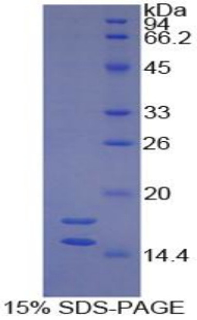 Guinea pig Recombinant Interleukin 1 Alpha (IL1a)