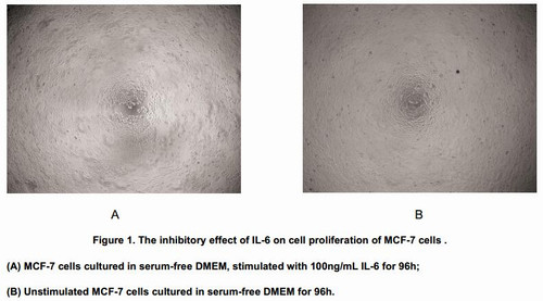 Human Active Interleukin 6 (IL6)