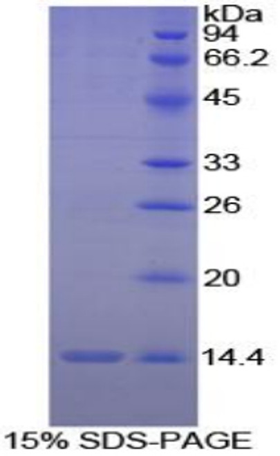 Chicken Recombinant Interleukin 8 (IL8)