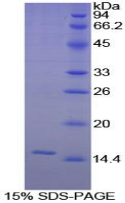 Guinea pig Recombinant Interleukin 8 (IL8)