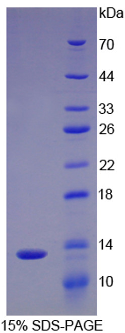 Pig Recombinant Interleukin 8 (IL8)