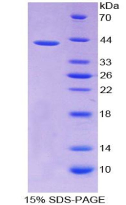 Dog Recombinant Monocyte Chemotactic Protein 1 (MCP1)