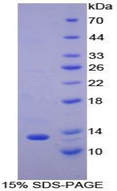 Mouse Recombinant Monocyte Chemotactic Protein 2 (MCP2)