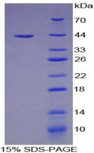 Dog Recombinant Macrophage Derived Chemokine (MDC)