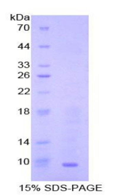 Mouse Recombinant Macrophage Derived Chemokine (MDC)