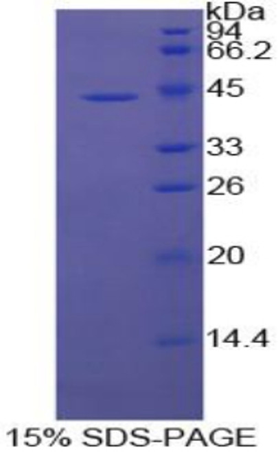 Cattle Recombinant Macrophage Inflammatory Protein 1 Beta (MIP1b)