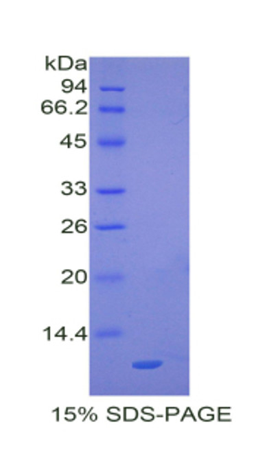 Mouse Recombinant Macrophage Inflammatory Protein 3 Alpha (MIP3a)