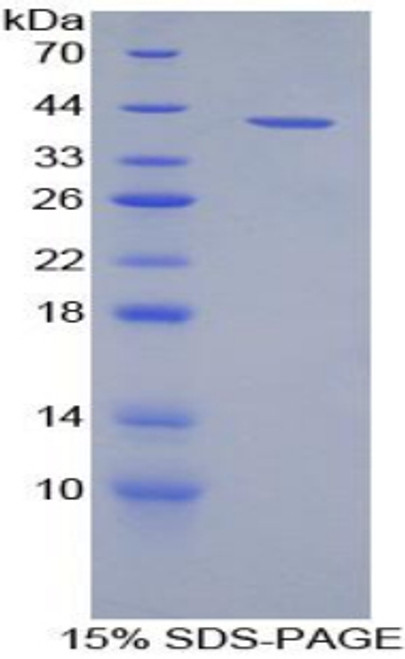 Rat Recombinant Macrophage Inflammatory Protein 3 Alpha (MIP3a)