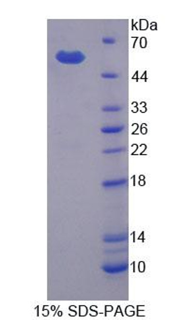 Cattle Recombinant Matrix Metalloproteinase 3 (MMP3)