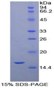 Human Recombinant Neurotrophin 3 (NT3)