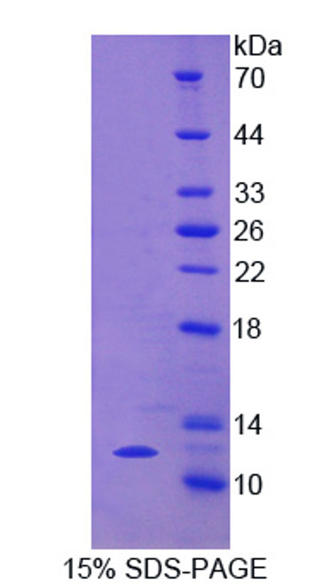 Horse Recombinant Regulated On Activation In Normal T-Cell Expressed And Secreted (RANTES)