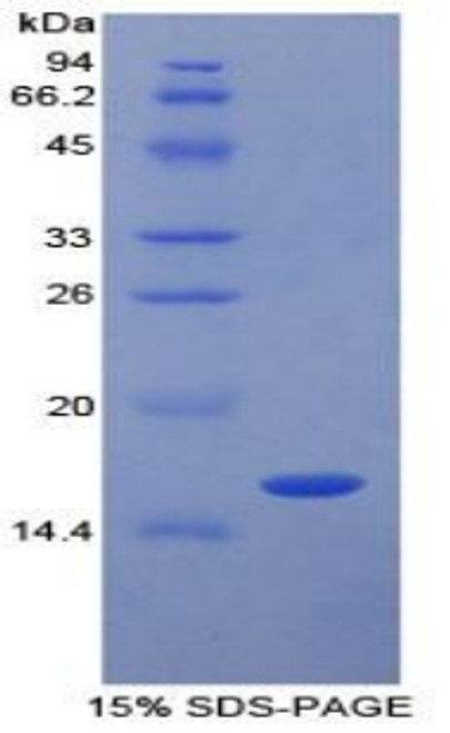 Pig Recombinant Transforming Growth Factor Beta 1 (TGFb1)