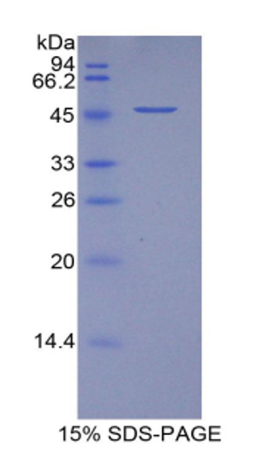 Pig Recombinant Vascular Endothelial Growth Factor A (VEGFA)