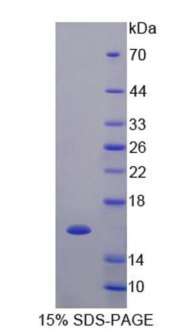 Cattle Recombinant Vascular Endothelial Growth Factor C (VEGFC)