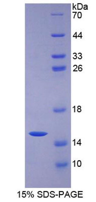 Rat Recombinant Vascular Endothelial Growth Factor C (VEGFC)