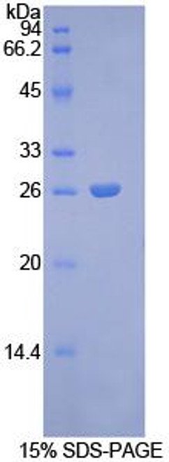 Rat Recombinant Connexin 43 (CX43)