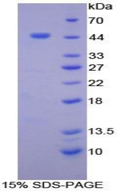 Chicken Recombinant B-Cell Activation Factor Receptor (BAFFR)