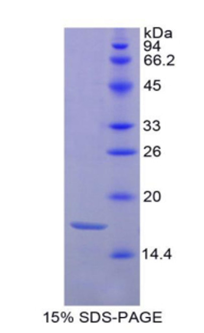 Recombinant Histone H3 (H3)