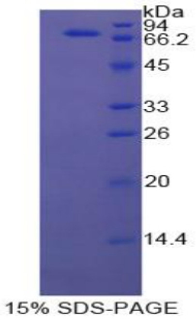 Cattle Recombinant Heat Shock 70kDa Protein 1B (HSPA1B)