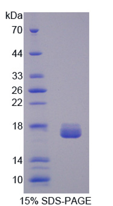 Pig Recombinant Galectin 2 (GAL2)