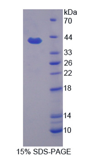 Dog Recombinant Apolipoprotein H (APOH)