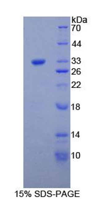 Mouse Recombinant Collagen Type I Alpha 1 (COL1a1)