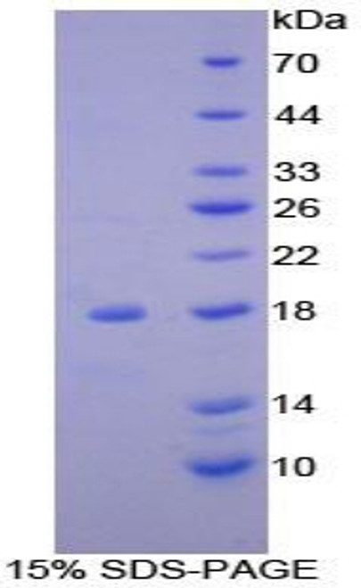 Mouse Recombinant Acyl Carrier Protein, Mitochondrial (ACP)