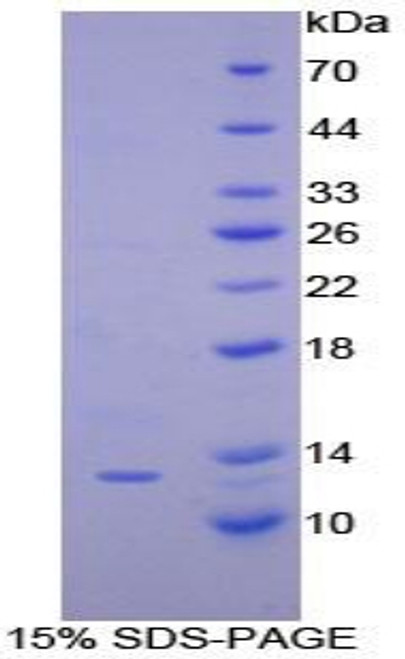 Dog Recombinant Interferon Gamma Induced Protein 10kDa (IP10)