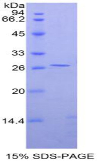 Rat Recombinant GATA Binding Protein 4 (GATA4)