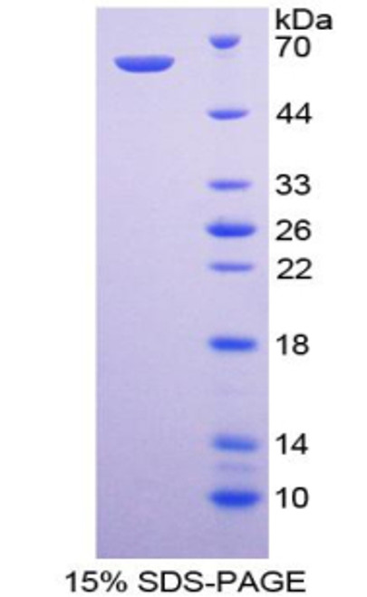 Mouse Recombinant Phosphoinositide-3-Kinase Class-2-Alpha Polypeptide (PIK3C2a)