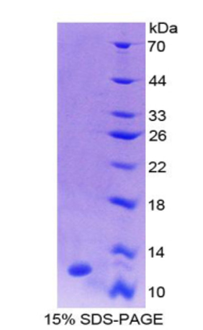 Mouse Recombinant Protein Kinase Inhibitor Gamma (PKIg)