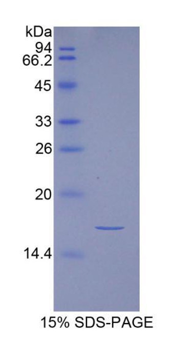 Human Recombinant Inhibin A (INHA)