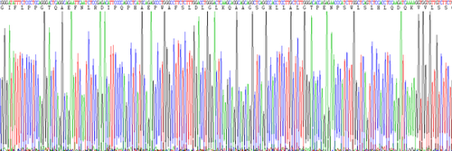 Human Eukaryotic Sex Hormone Binding Globulin (SHBG)