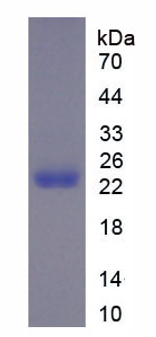 Mouse Recombinant Matrix Metalloproteinase 12 (MMP12)