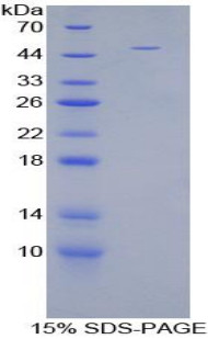 Mouse Recombinant Mucin 1 (MUC1)