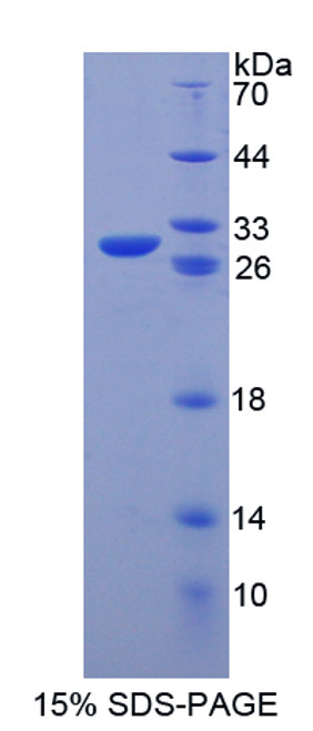 Mouse Recombinant Octamer Binding Transcription Factor 4 (OCT4)