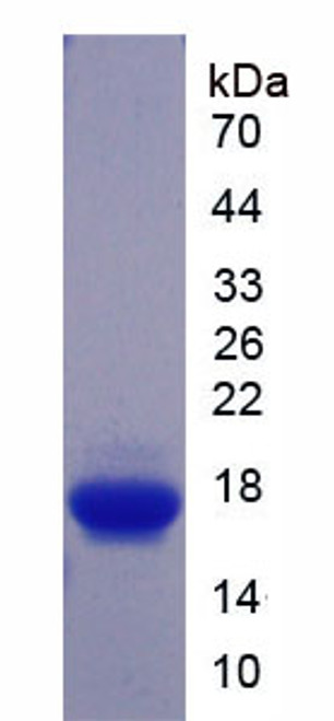 Mouse Recombinant Growth Differentiation Factor 9 (GDF9)