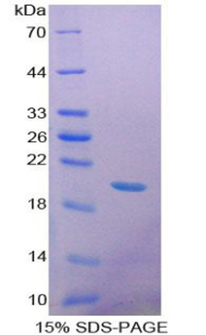 Rat Recombinant Growth Differentiation Factor 9 (GDF9)