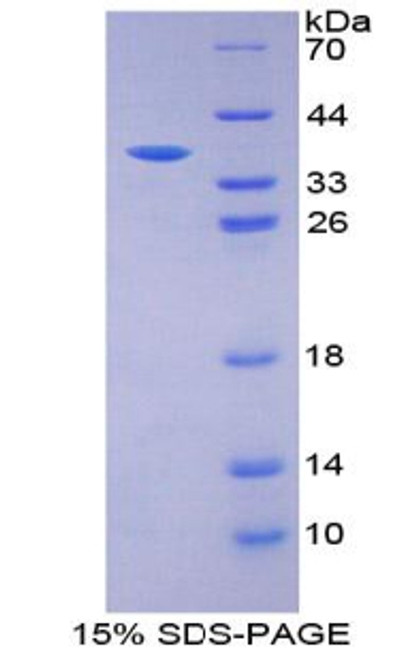 Cattle Recombinant Insulin (INS)