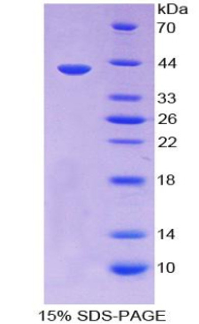 Rabbit Recombinant Insulin (INS)